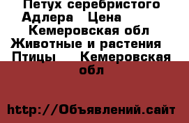 Петух серебристого Адлера › Цена ­ 500 - Кемеровская обл. Животные и растения » Птицы   . Кемеровская обл.